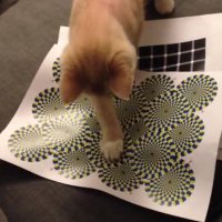 Como Um Gato Reage a Ilusão de Óptica