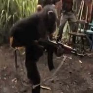 Dando uma AK 47 na Mão de um Macaco