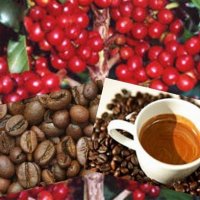 Benefícios da Cafeína No Combate ao Câncer