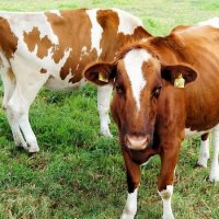 É Proibido Matar Vaca em Cuba?