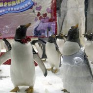 Casamento entre Pinguins
