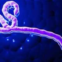 Ancestral do Vírus Ebola Pode Ter Mais de 20 Milhões de Anos