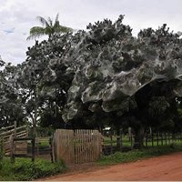 Aranhas Anelosimus Constróem Teia Gigante no Amazonas