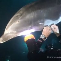 Vídeo Mostra Golfinho Pedindo Ajuda a Humano