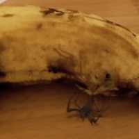 Você Nunca Mais Vai Comer uma Banana Sem Olhar Muito Bem