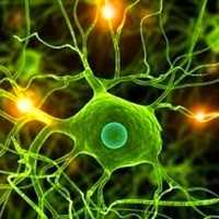 Cientistas Descobriram Fármaco Promissor Para Curar Alzheimer