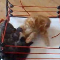 UFC de Gatos
