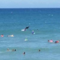 Tubarão 'Penetra' Surpreende Surfistas em Foto na Austrália