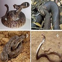 ConheÃ§a as 10 Cobras Mais Venenosas do Mundo