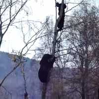 Na Rússia Fugir de um Urso é Muito Normal