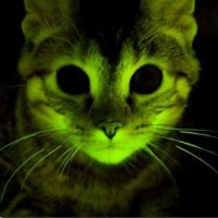 Cientistas Criaram Gatos que Brilham no Escuro