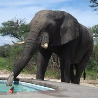 Elefante Africano Encontra Piscina