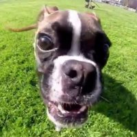 Melhores Vídeos com Animais Registrados Por Gopro