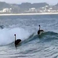 Cisnes Negros Surfando na Praia