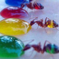Como Fazer Uma Formiga ficar Com a Bunda Colorida