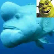 Mergulhadores Encontram Peixe Parecido com Shrek