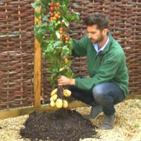 Empresa Britânica Vende Planta que Dá Batatas e Tomates