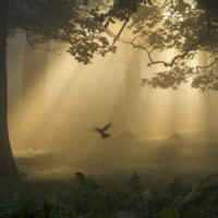 'Chuva' de Pássaros em Penhasco Vence Prêmio de Fotografia na Inglaterra