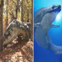 Animais Gigantescos que Viveram Depois dos Dinossauros