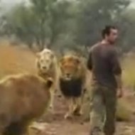 Homem Arrisca a Vida Brincando com Leões