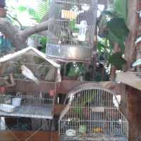 Polícia Apreende 20 Pássaros Silvestres em Residência em Cuiabá MT