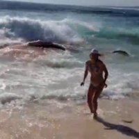 TubarÃµes Comem Baleia Quase na Areia em Praia da AustrÃ¡lia