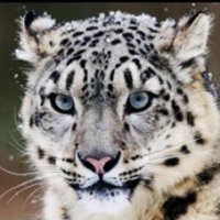Cientistas Buscam Salvar Leopardo-da-Neve AtravÃ©s de Pesquisa com CÃ©lulas-Tronco