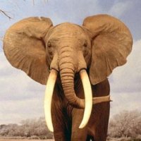 A MemÃ³ria do Elefante