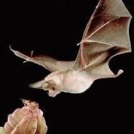 Sexo Oral de Morcegos Ganha IgNobel