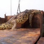 O Maior Crocodilo do Mundo