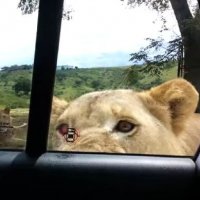 LeÃ£o Abre Porta de Carro Cheio de Turistas Durante Safari