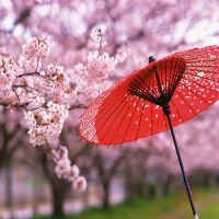 Saiba Como os Japoneses Comemoram a Chegada da Primavera