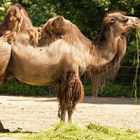 As Corcovas do Camelo Armazenam Ãgua?