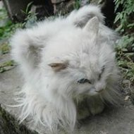 Gato Com Asas Ã© Descoberto na China