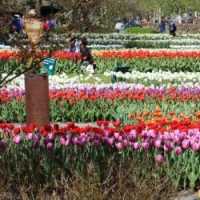 Keukenhof: Visitando o Parque de Flores na Holanda