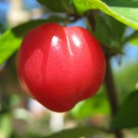 Acerola - Uma Ã“tima Fonte de Vitamina C