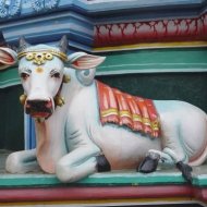 Por quÃª a Vaca Ã© Sagrada na Ãndia?