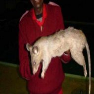 Ratas Gigantes Comem 2 CrianÃ§as na Ãfrica do Sul