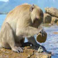Com Tecnologia PrÃ³pria, Macacos Entraram em Sua 'Idade da Pedra', Dizem Cientistas