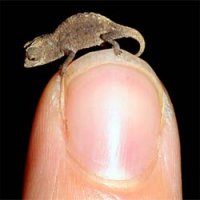 Descoberto o Menor Camaleão do Mundo