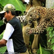 Leopardo Ataca Vilarejo na Índia