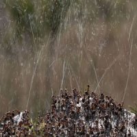 Batalha de Formigas que Atiram Acido Fórmico