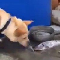 Cachorro Tentando Salvar um Peixe