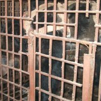 Ativistas Manifestam-se Contra a Crueldade à Animais na China