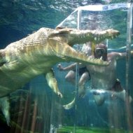 Perigoso e Divertido Mergulho Com Crocodilos