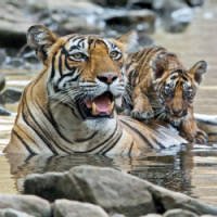 FotÃ³grafo Consegue Imagens Raras de Tigre-de-bengala com Filhotes