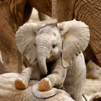 Bebês Elefantes São os Novos Animais Favoritos da Internet