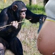Garota Engravida de ChimpanzÃ©