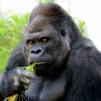 Gorila Shabani Vira Símbolo Sexual no Japão