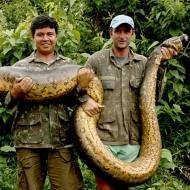 Biólogo Inglês Captura Serpente de 100 Kg